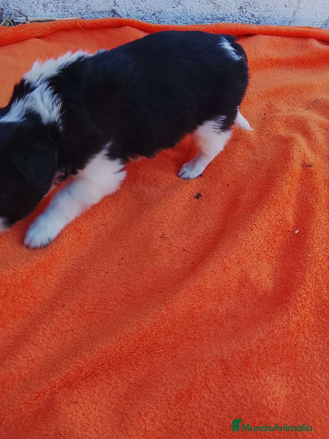 Border Collie perros en venta: Border collie  - Imagen 6