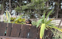 Yorkshire Terrier perros en venta: Yorkshire toy - Imagen 4