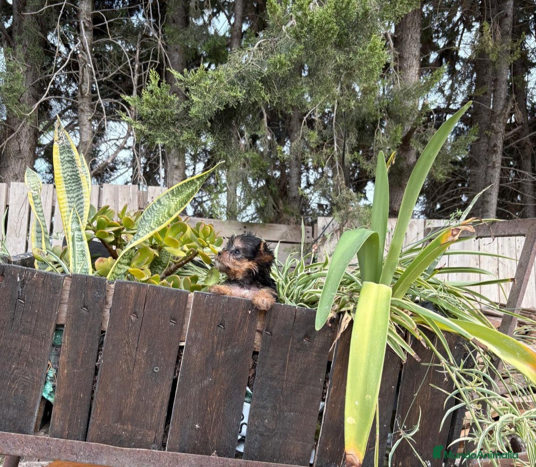 Yorkshire Terrier perros en venta: Yorkshire toy - Imagen 4