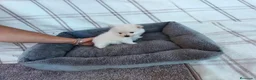 Pomerania perros en venta: POMERANIAS MACHITOS CHIQUITINES  - Anuncio 9