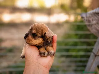 Schnauzer Miniatura perros en venta: Schnauzer cachorros - Anuncio 1