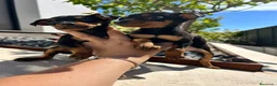 Pinscher Miniatura perros en venta: Pinscher miniatura  - Anuncio 4