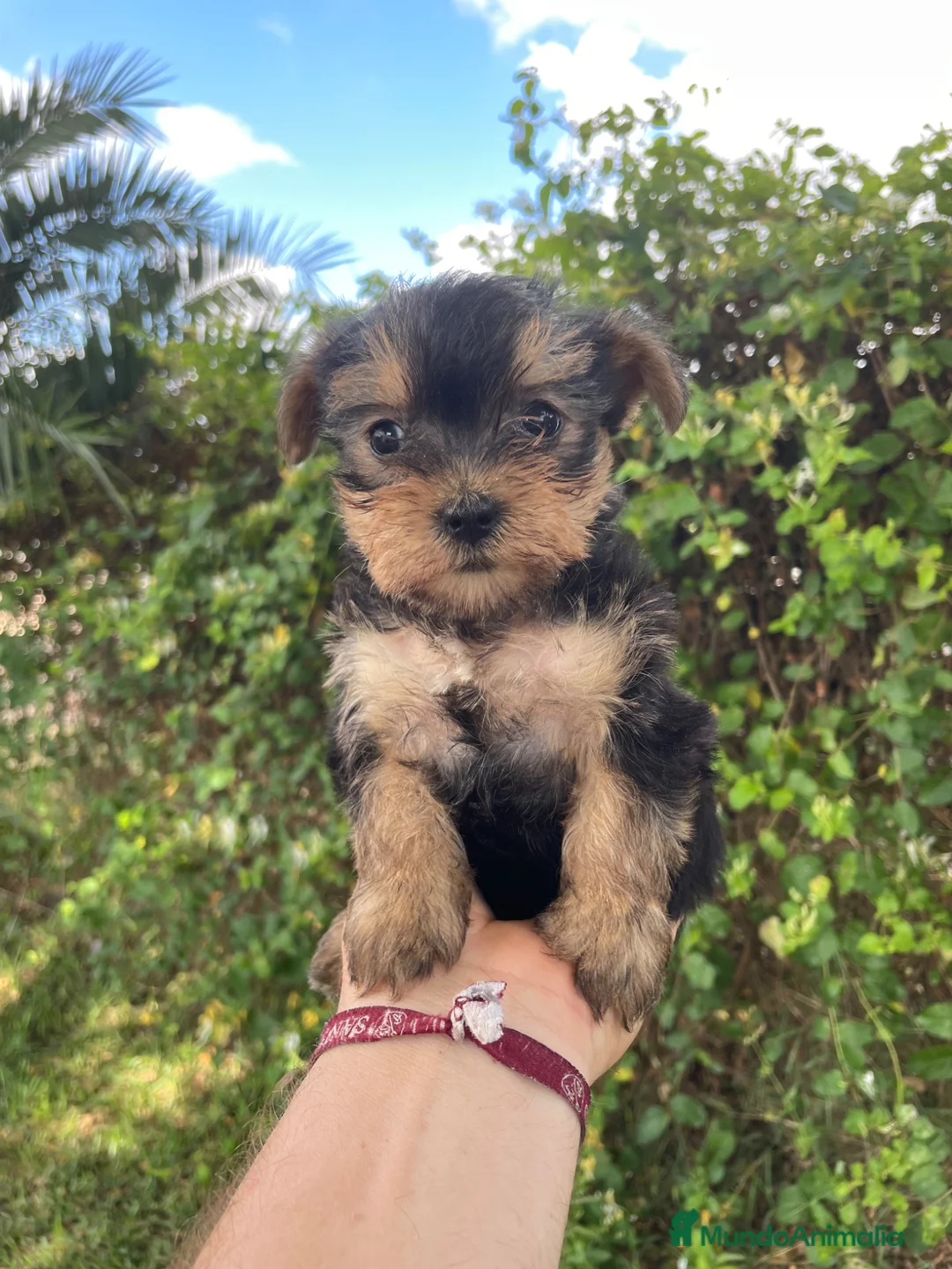 Yorkshire Terrier perros en venta: Yorkshire terrier - Anuncio 1