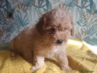 Caniche Toy perros Toy apricot - Anuncio 1