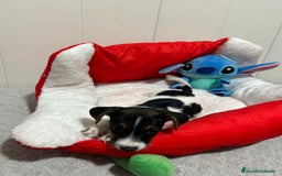 Jack Russell Terrier perros en venta: Jack Russell  - Imagen 6