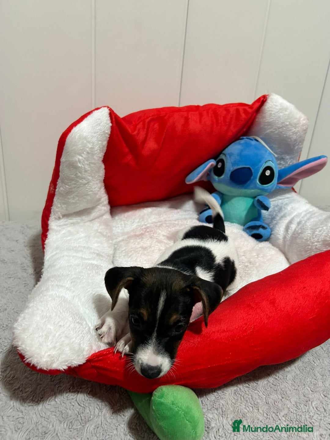 Jack Russell Terrier perros en venta: Jack Russell  - Imagen 6
