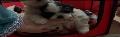 Shih Tzu Cachorro 2