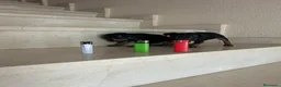 Pinscher Miniatura perros en venta: PINCHER MINIATURA - Anuncio 6