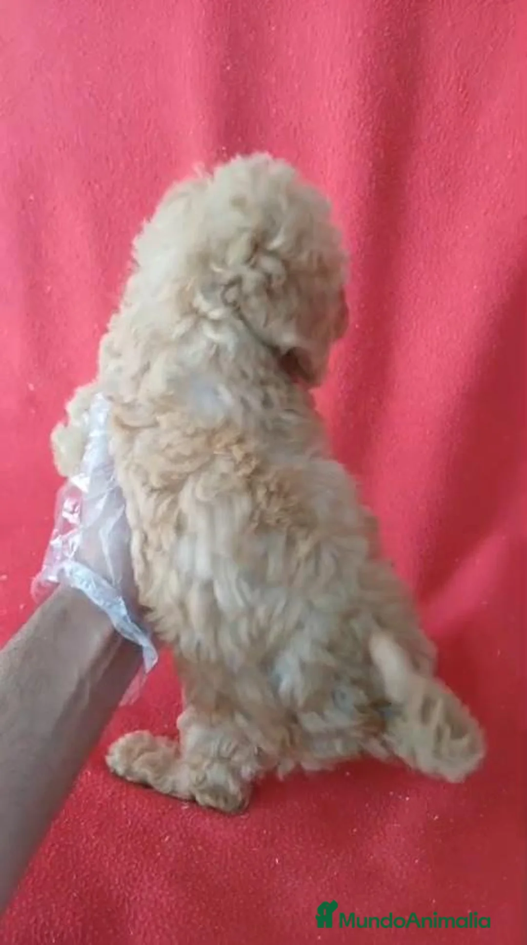 Caniche Enano perros en venta: Caniche Enano  - Anuncio 2