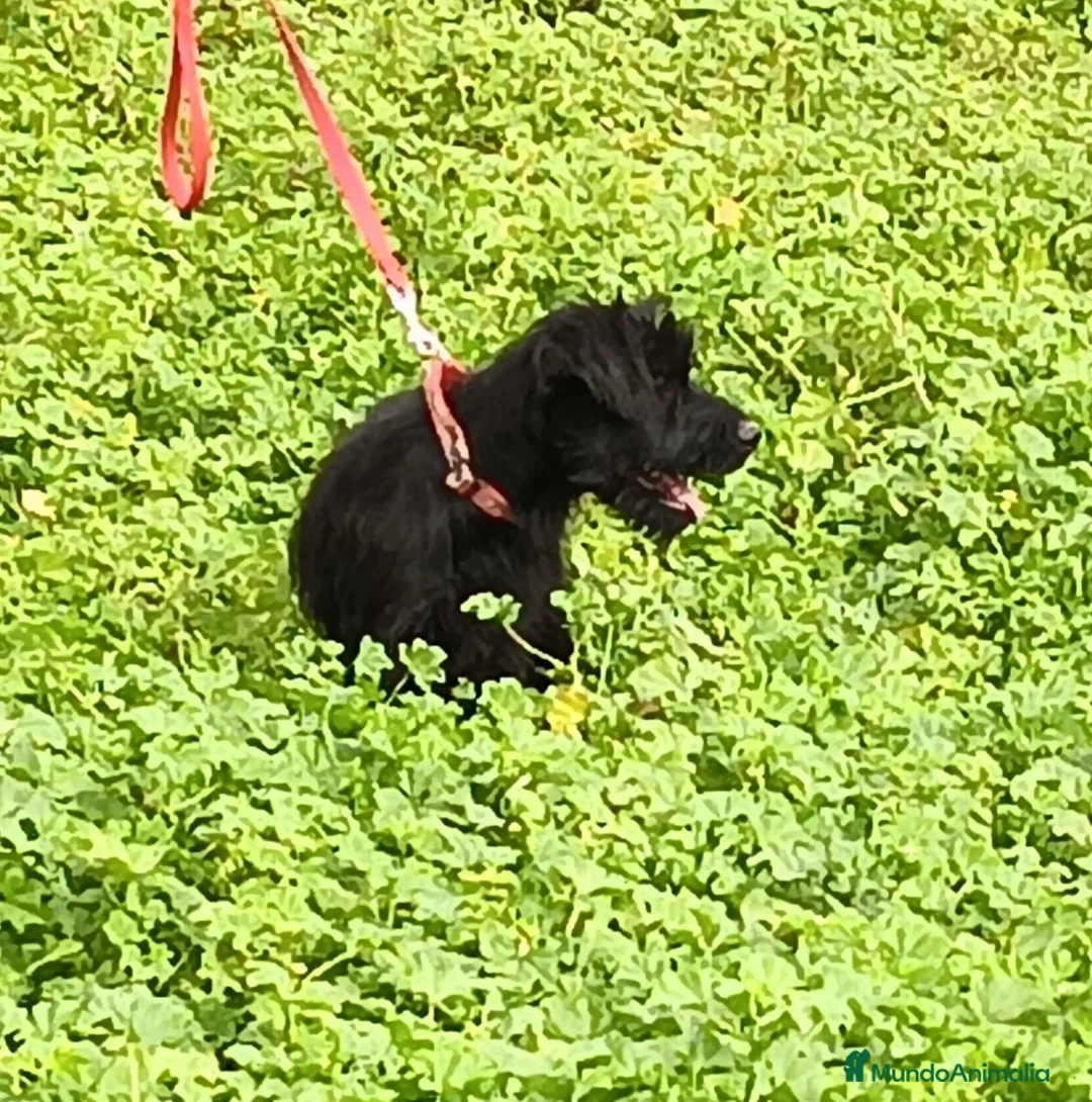 Schnauzer Gigante perros en venta: SchnauzerGiganteMacho - Anuncio 5