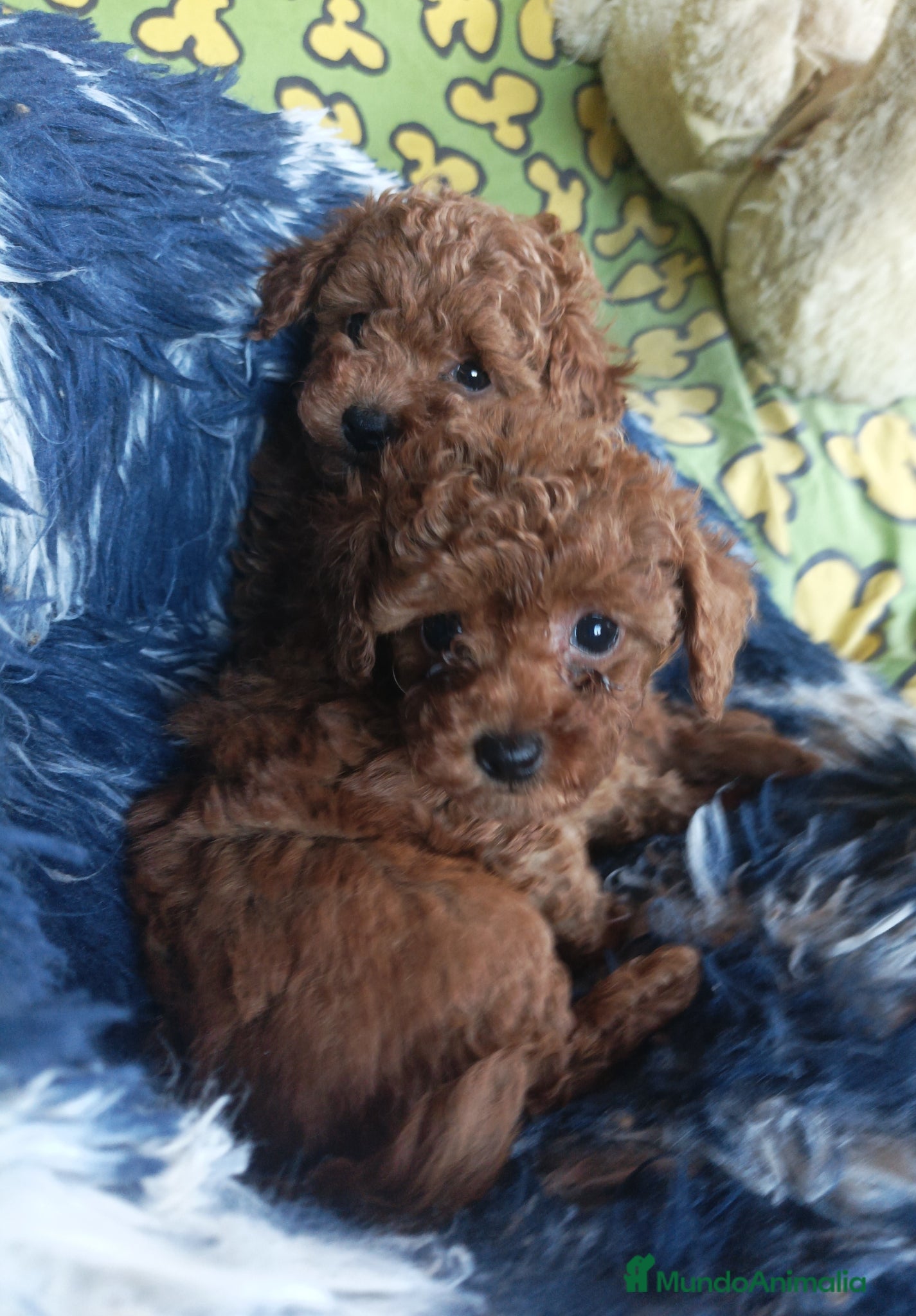 Caniche Toy perros Cachorros de Caniche Toy - Anuncio 2