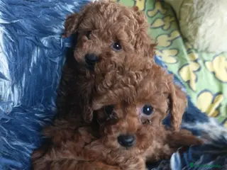 Caniche Toy perros Cachorros de Caniche Toy - Anuncio 2