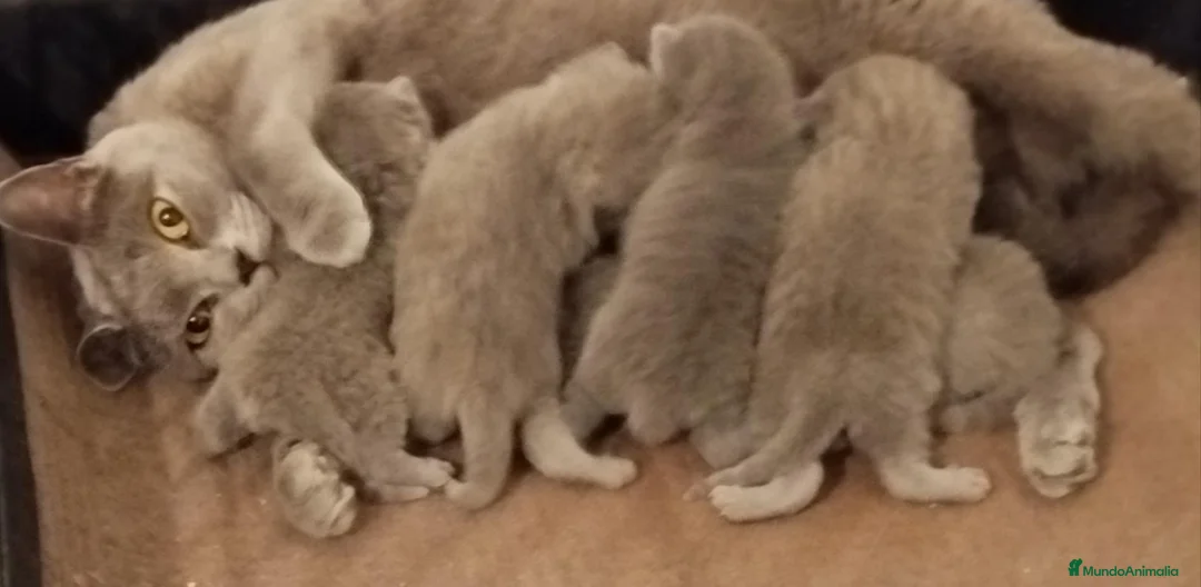Británico de Pelo Corto Azul gatos en venta: British Shorthair  - Anuncio 11