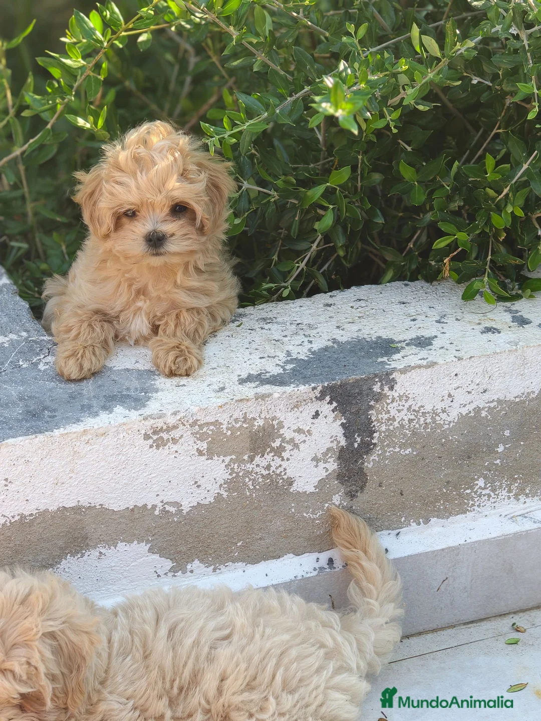 Maltipoo perros en venta: Maltipoo toy hipoalergénico  - Anuncio 2