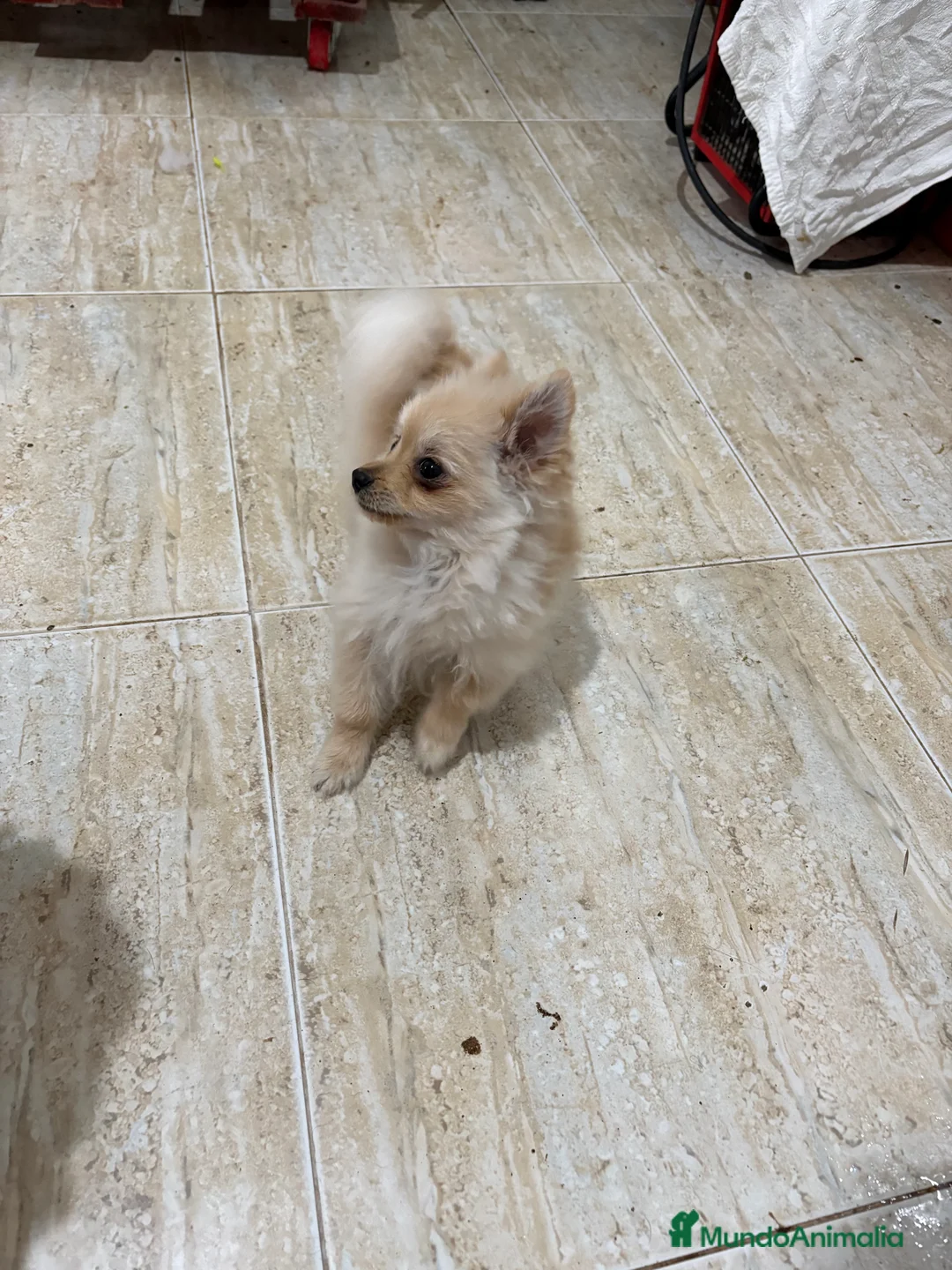 Pomerania perros en venta: Pomerania micro Toy 7 meses 790gramos  - Anuncio 15