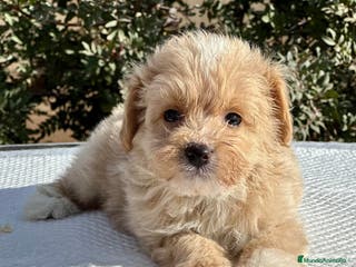 Maltipoo perros MALTIPOO TOY MACHO DISPONIBLES en Barcelona - Anuncio 11