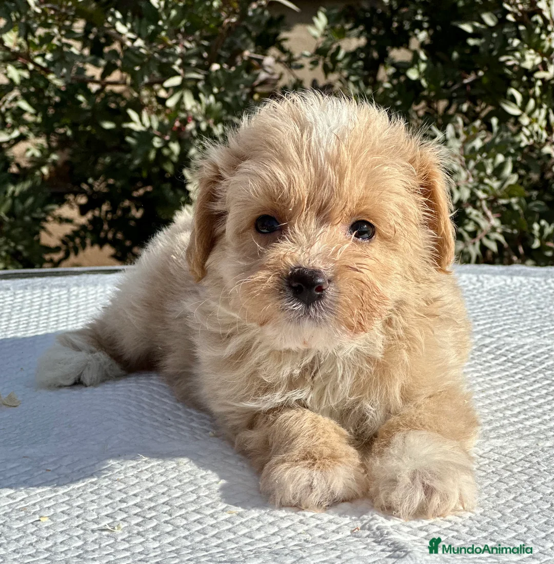 Maltipoo perros en venta: MALTIPOO TOY MACHO DISPONIBLES en Barcelona - Anuncio 1