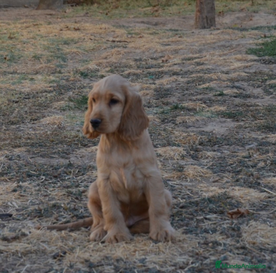 Cocker Spaniel Inglés perros en venta: Cocker - Imagen 3