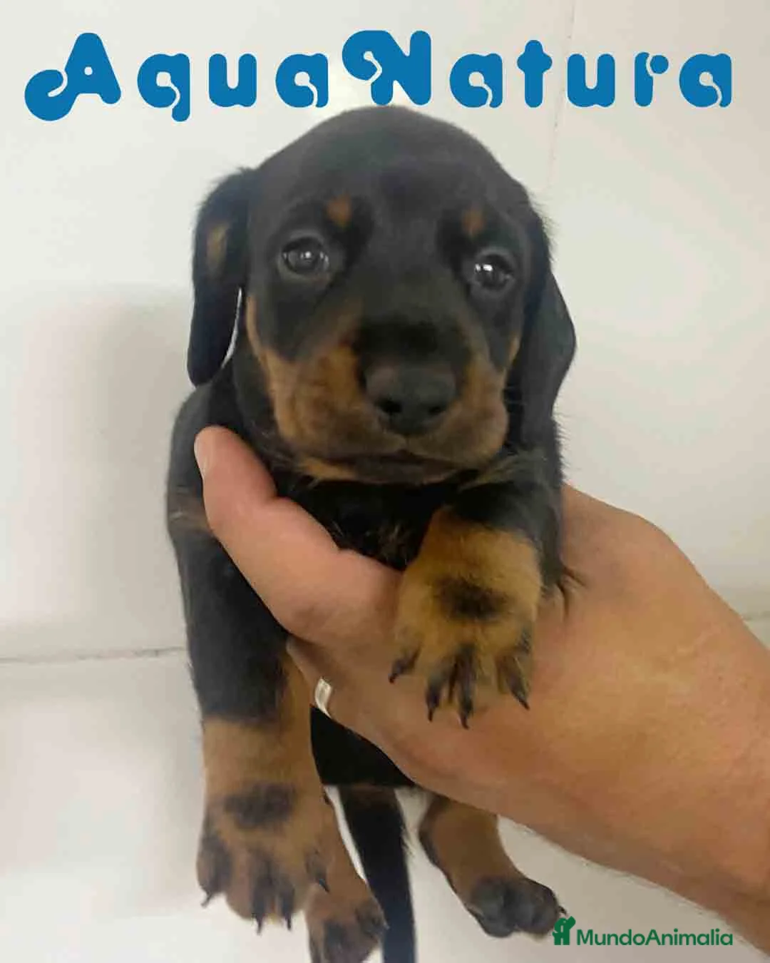 Teckel Miniatura perros en venta:  Teckel Macho de Tita Junior y Tilo AQUANATURA - Anuncio 2