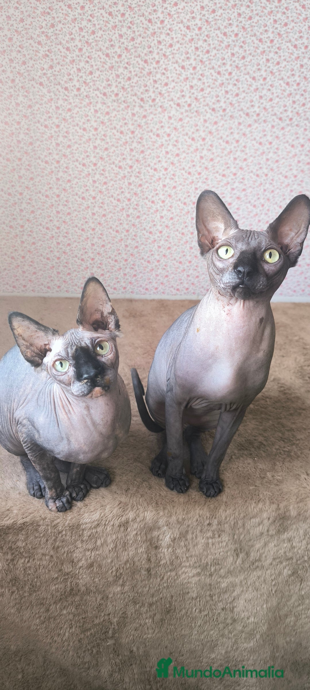 Sphynx gatos en venta: Macho y hembra sphynx  - Anuncio 2