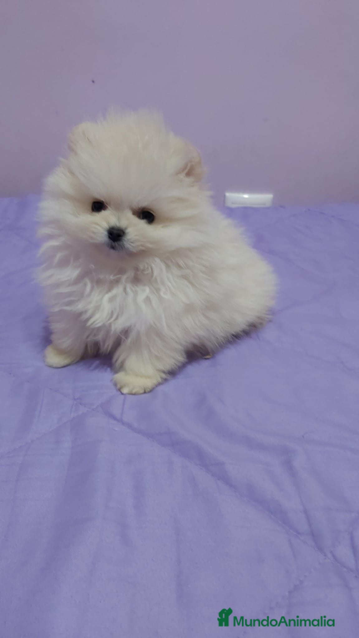 Pomerania perros Lulú de Pomerania  - Anuncio 1