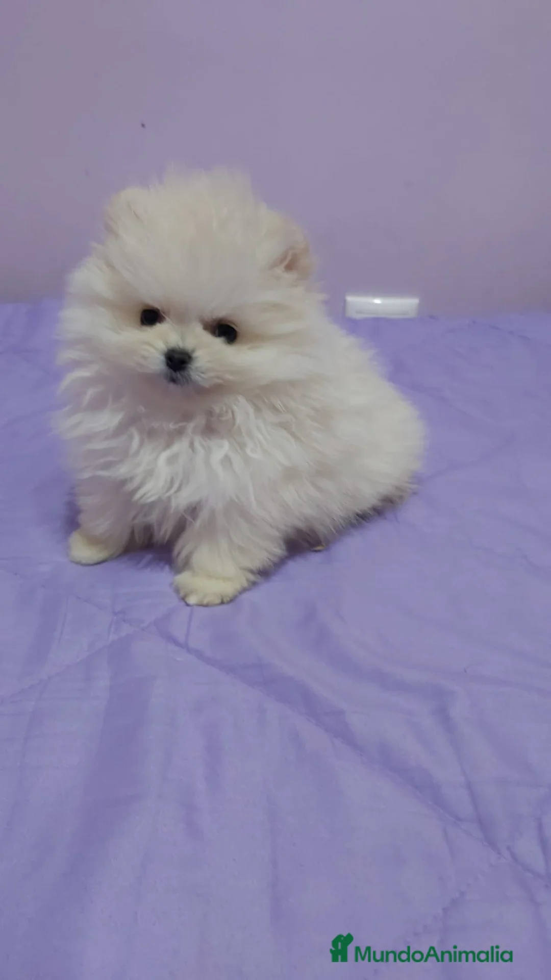 Pomerania perros en venta: Lulú de Pomerania  - Anuncio 1