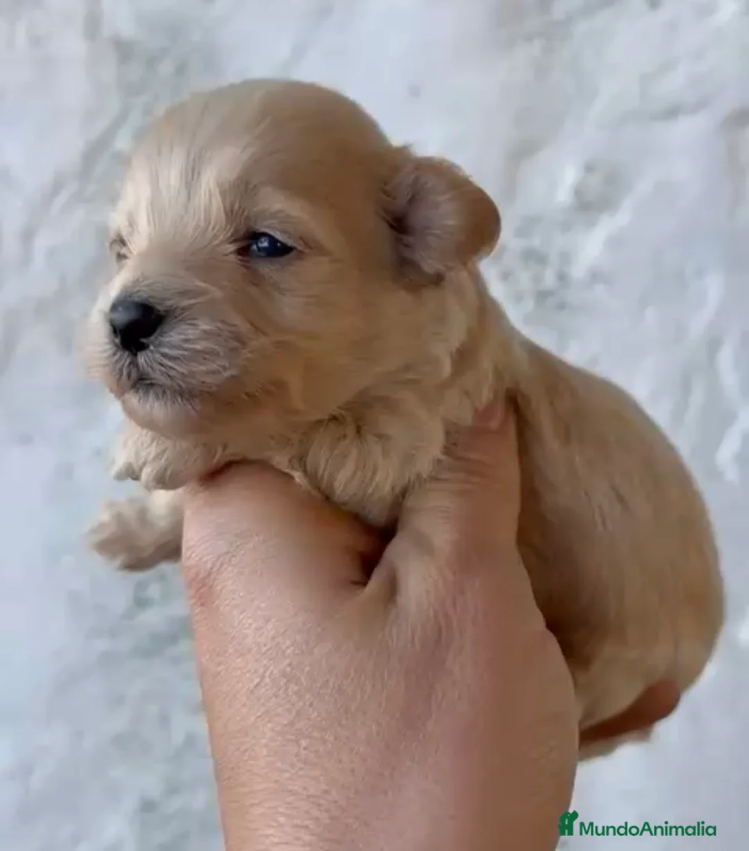 Maltipoo perros en venta: Espectaculares maltipoo en Córdoba - Anuncio 4