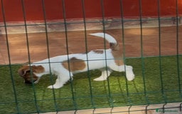 Jack Russell Terrier perros en venta: Jack Russell Terriers CARABY Benidorm  - Imagen 6