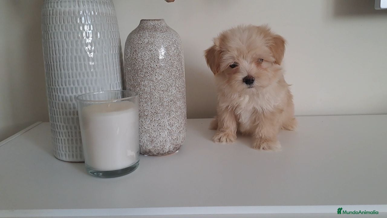 Maltipoo perros Maltipoo Toy Apricot  - Anuncio 1