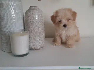 Maltipoo perros Maltipoo Toy Apricot - Anuncio 1
