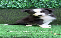 Border Collie perros en venta: BORDER COLLIE - Anuncio 4