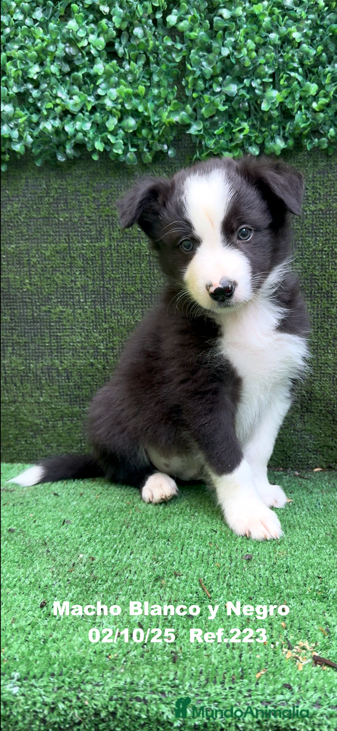 Border Collie perros en venta: BORDER COLLIE - Anuncio 4