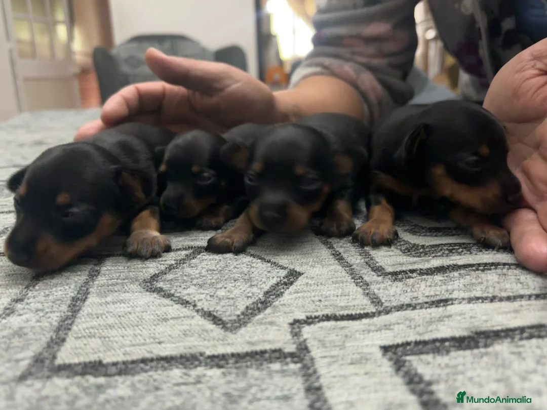 Pinscher Miniatura perros en venta: Hembra de mini pinche  - Anuncio 9