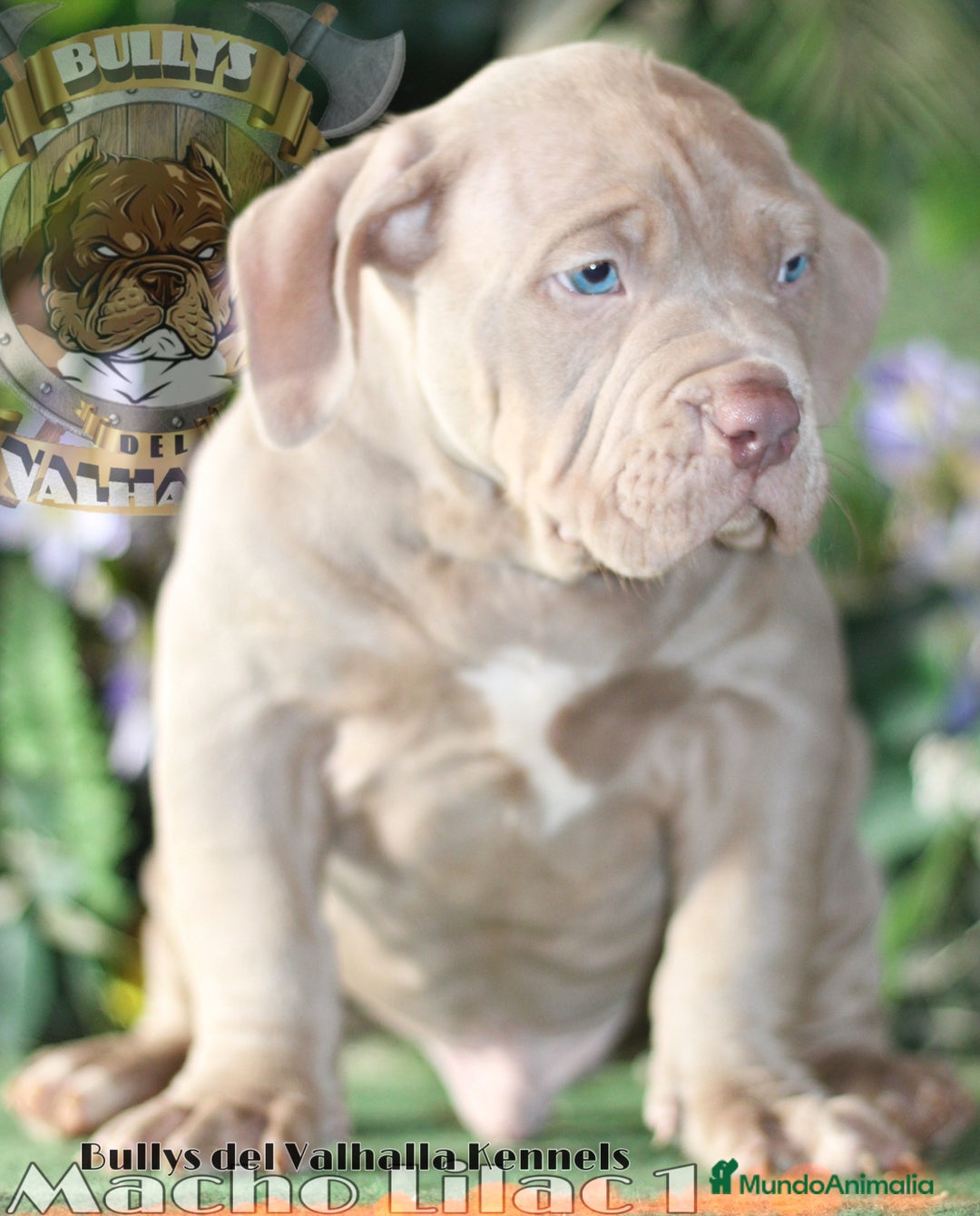 American Bully perros en venta: AMERICAN BULLY XL / XXL CRIA PROFESIONAL  - Anuncio 4