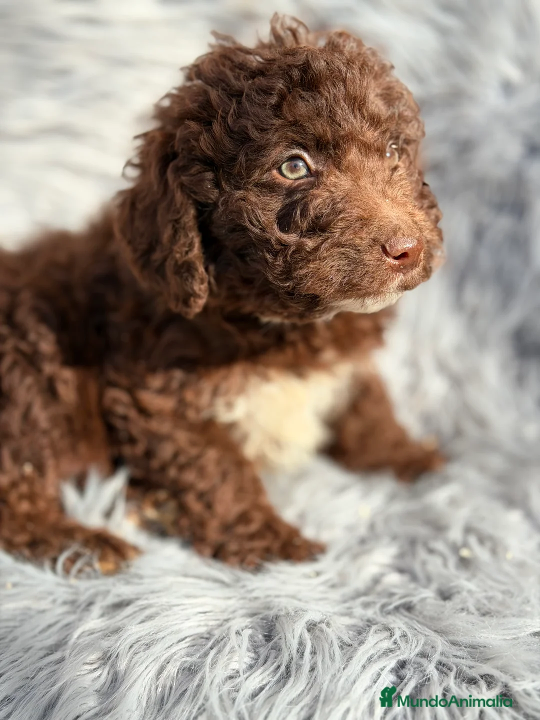 Perro de Agua Español perros en venta: Pdae chocolate  - Anuncio 7