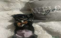 Chihuahua perros en venta: Chihuahua toy de verdad  - Imagen 6