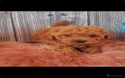 Caniche Toy perros en venta: Caniche toy  - Imagen 1