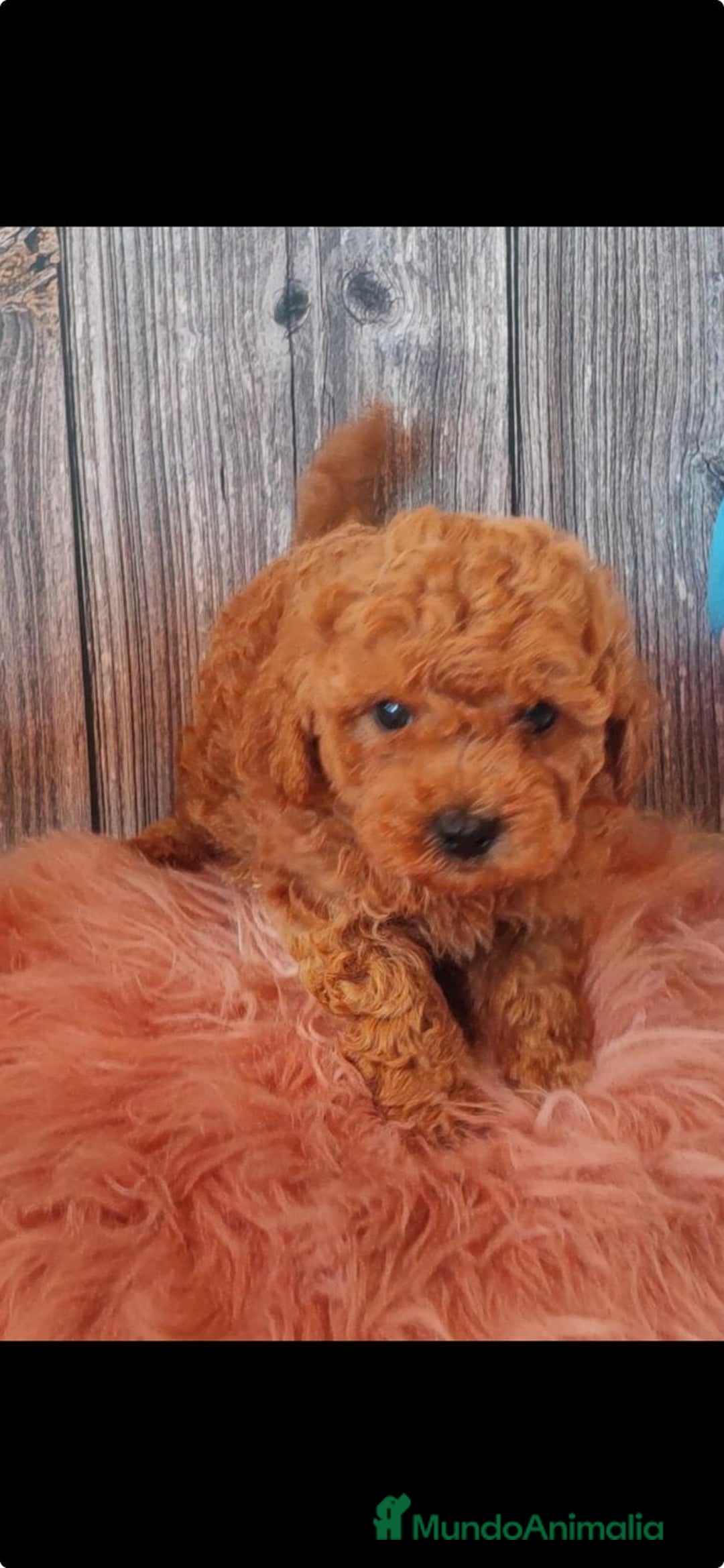 Caniche Toy perros en venta: Caniche toy  - Imagen 1