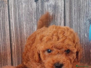 Caniche Toy perros - Anuncio 17