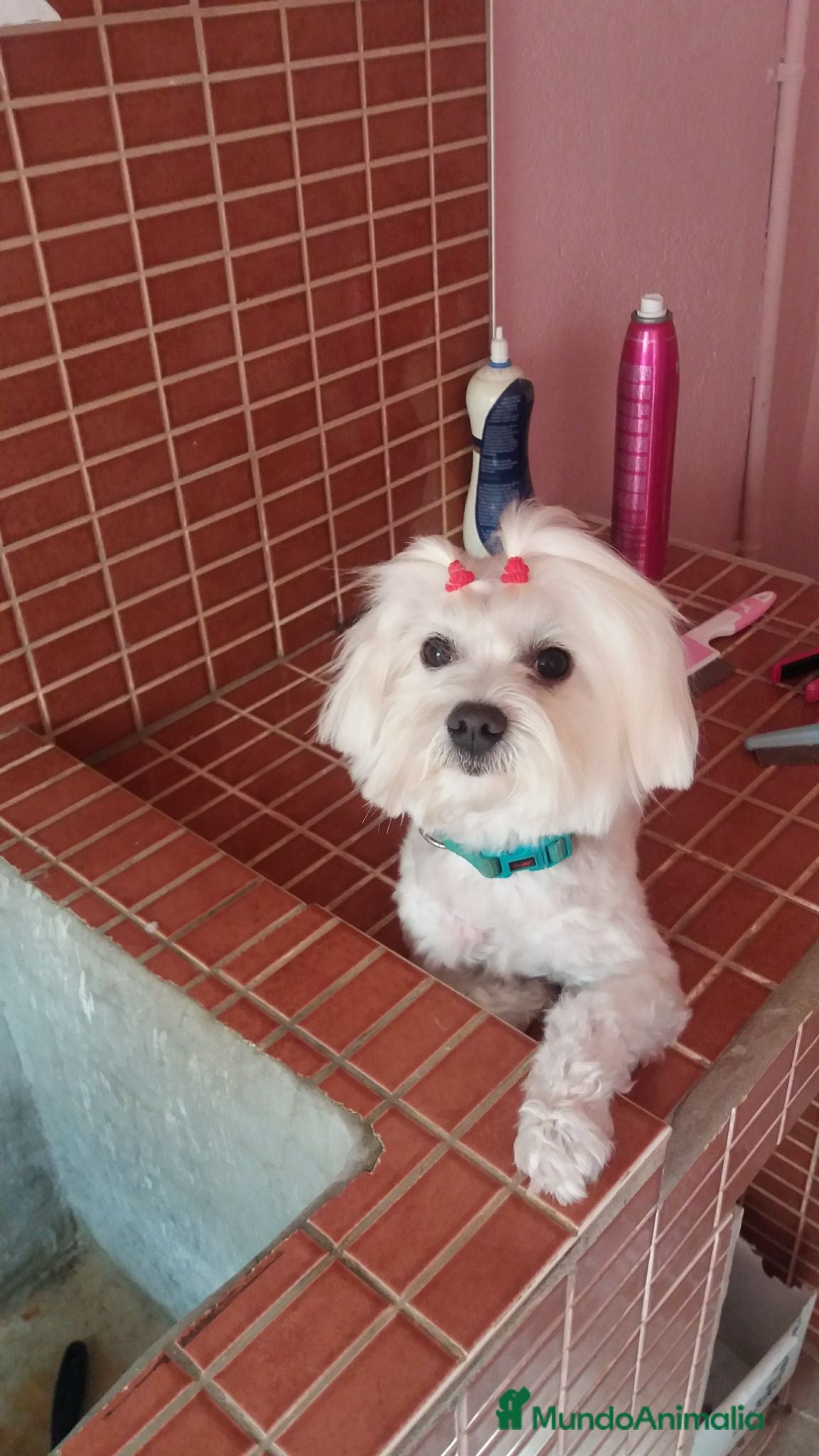 Bichón Maltés perros Bichón maltés Hembra  - Anuncio 1