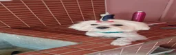 Bichón Maltés perros en venta: Bichón maltés Hembra  - Anuncio 1