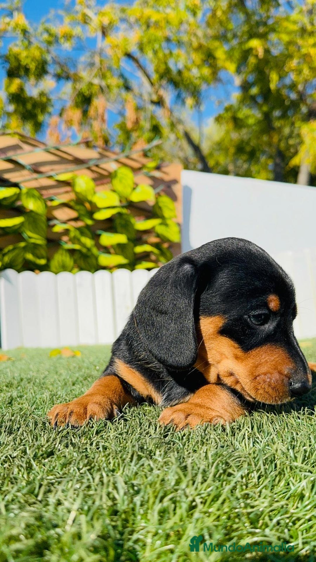 Teckel Miniatura perros en venta: TECKEL MINIATURA - Anuncio 15