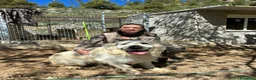 Golden Retriever perros en venta: GOLDEN RETRIEVER ESPECTACULAR CAMADA - Anuncio 15