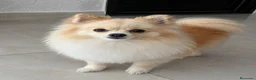 Pomerania perros en venta: Polumerania mini particolor - Anuncio 2