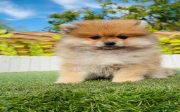 Pomerania perros en venta: POMERANIA MACHO - Imagen 18
