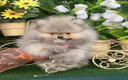 Pomerania perros en venta: Lindo bebé de Pomerania Toy - Imagen 2