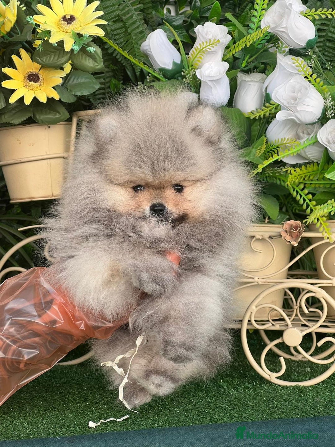 Pomerania perros en venta: Lindo bebé de Pomerania Toy - Imagen 2