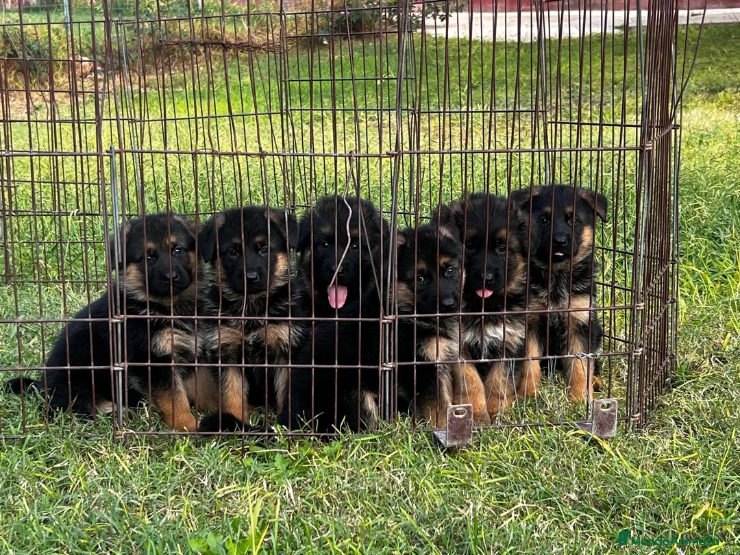 Pastor Alemán perros en venta: Pastor alemán cachorros venta Valencia en Valencia - Anuncio 5
