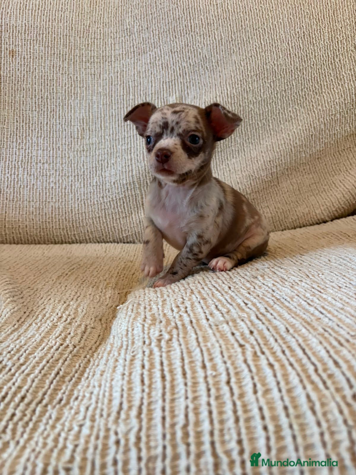 Chihuahua perros Cachorra de chihuahua  - Anuncio 2
