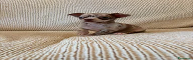 Chihuahua 1